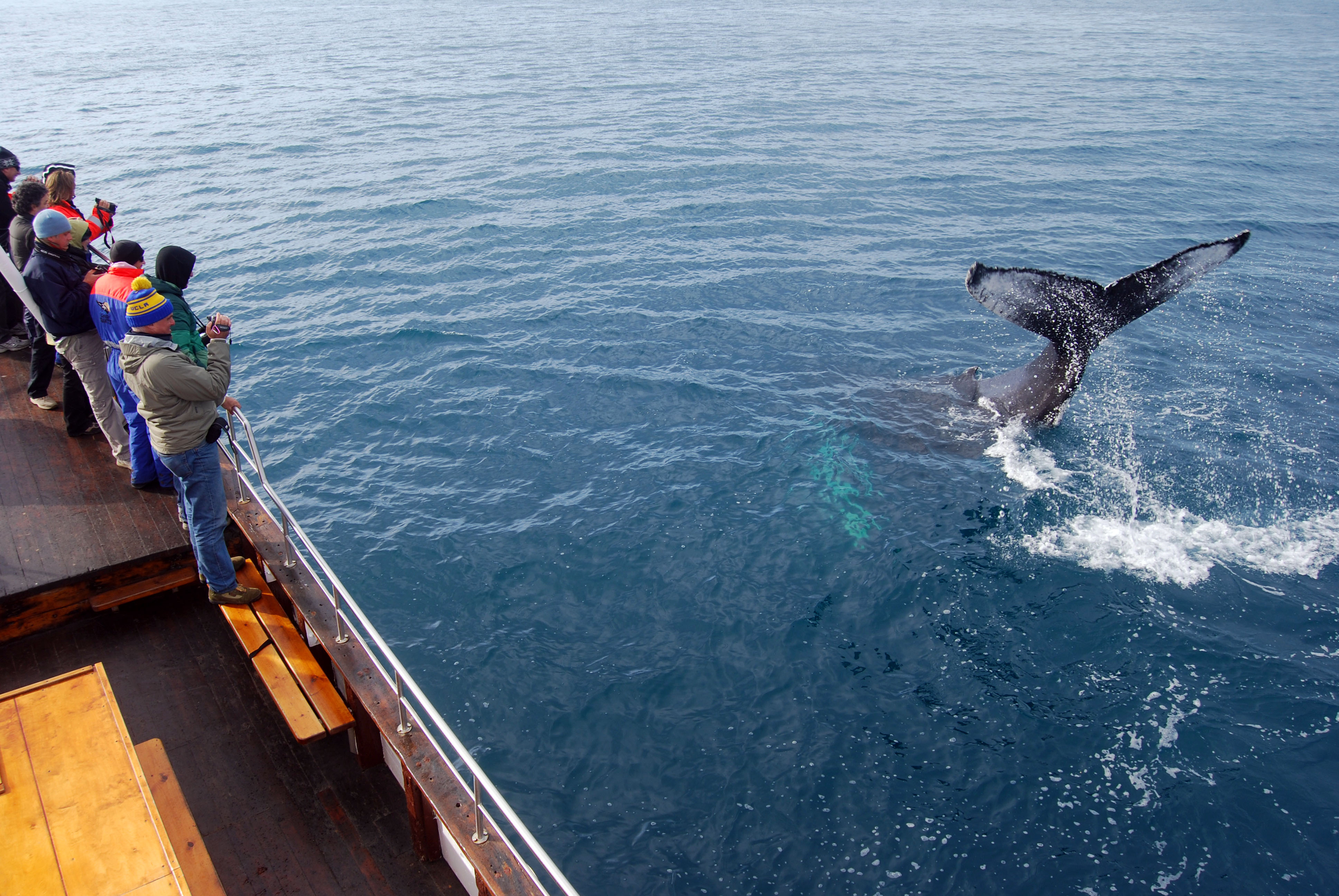 Humpback fluke passengers