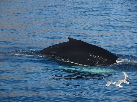 Humpback Whale