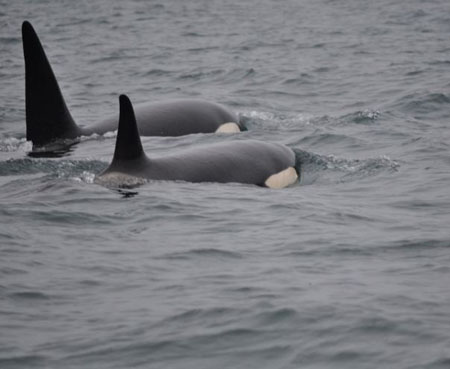 Orcas