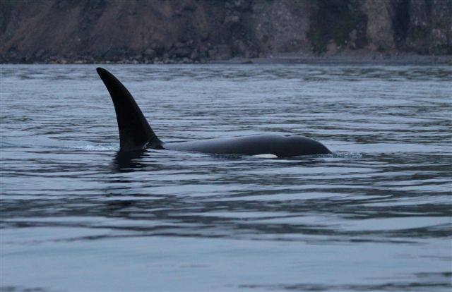 Orcas June 2012