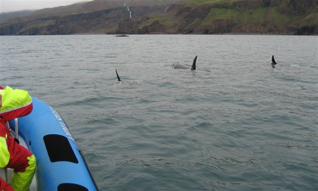 Orcas June 2012