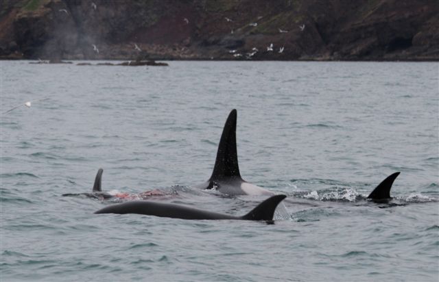 Orcas June 2012