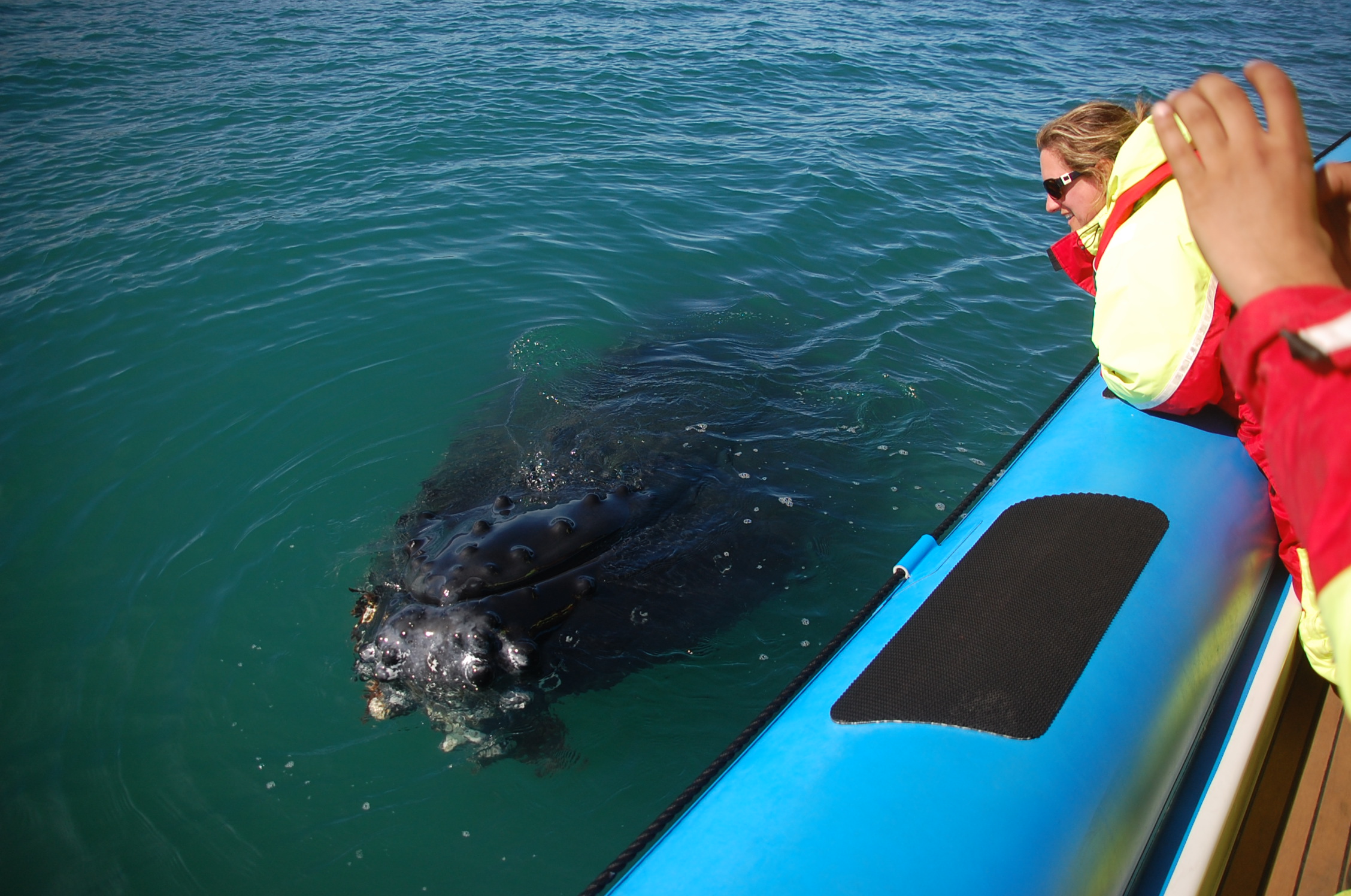 Humpback next to Amma Sigga