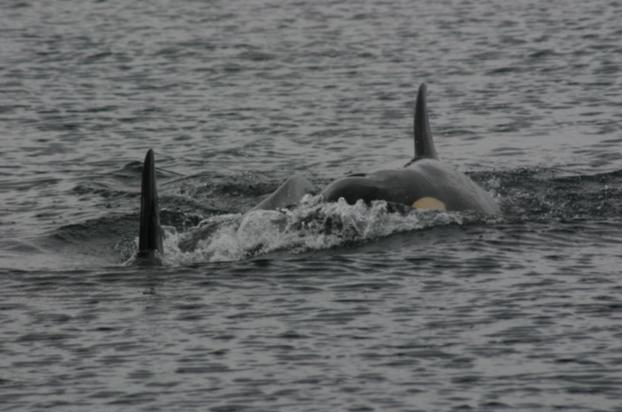 Canada Orca 1