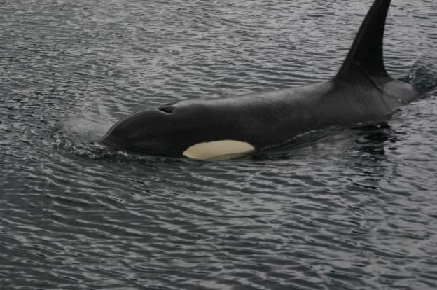 Canada Orca 2