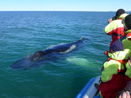 Humpback next to Amma Sigga