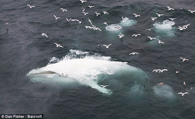 White Humpback 1