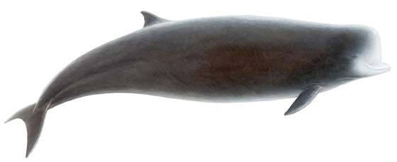 Northern Bottlenose whale