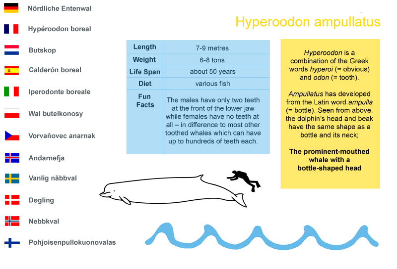 Northern Bottlenose whale2