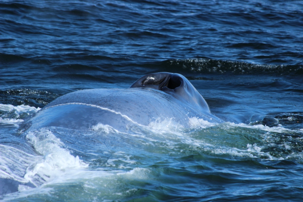 WATCHING THE BIGGEST ANIMAL ON EARTH | Gentle Giants Whale Watching – Húsavík, Iceland WATCHING THE BIGGEST ANIMAL ON EARTH | Gentle Giants Whale Watching – Húsavík, Iceland