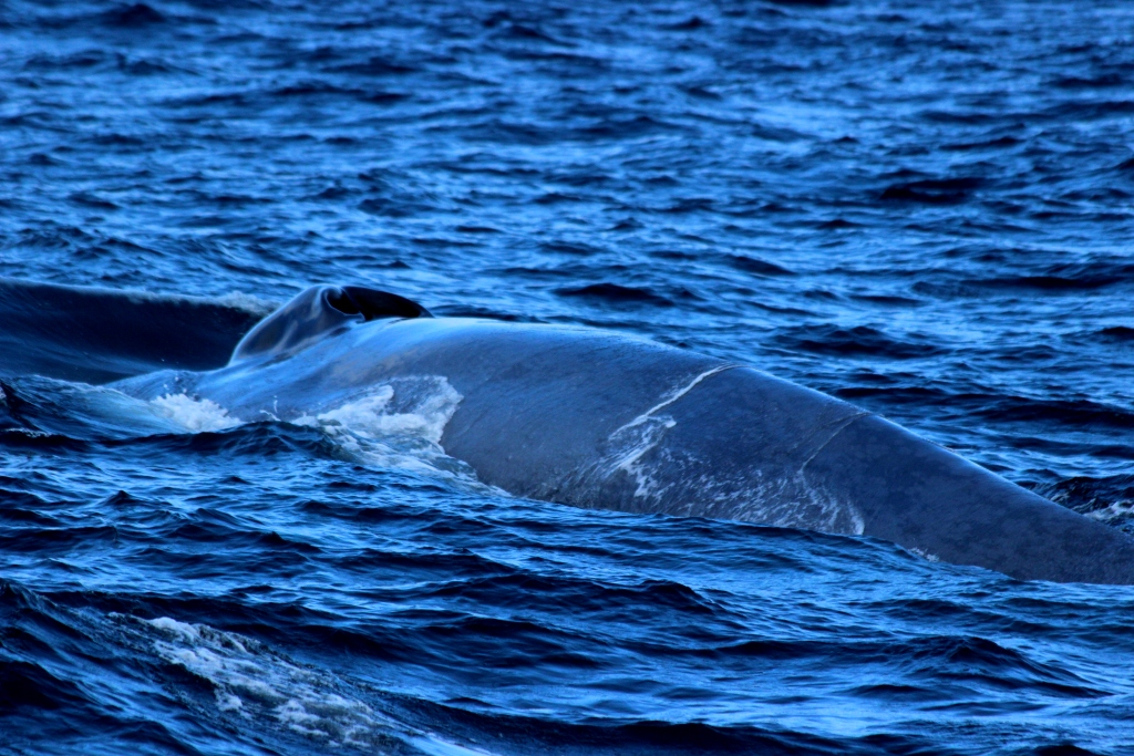 Sarah 3.1 Blue Blowhole