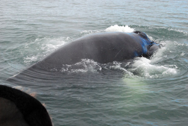 Lia Humpback tour 6