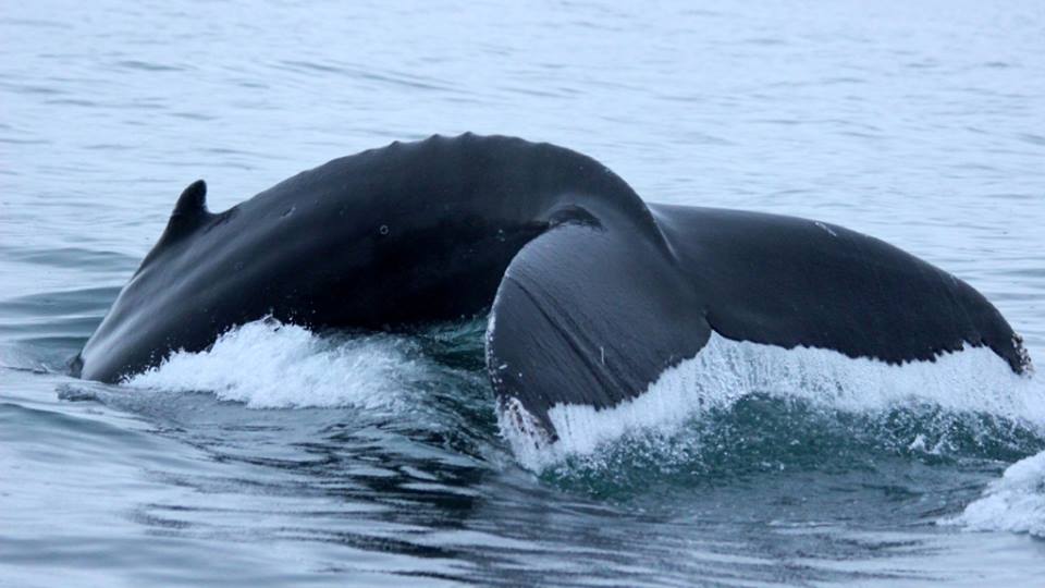 SA 1.2 Big Whale