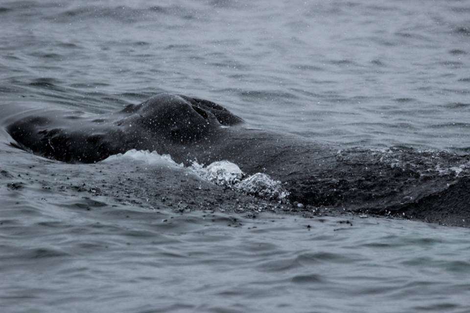 SA 1.8 Big WHale Safari