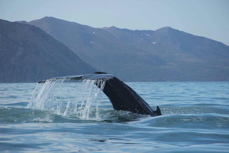 SA 1.9 Big WHale Safari