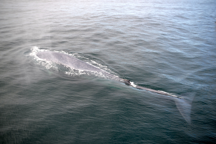 EL Blue 1.3