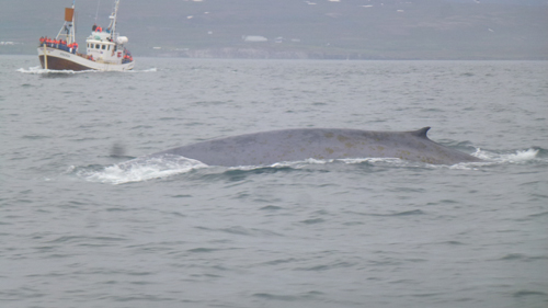 VS BLUE WHALE 1.1