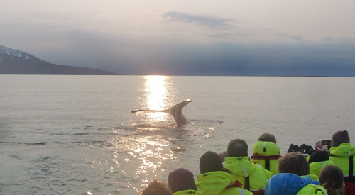 VS BLUE WHALE 1.2