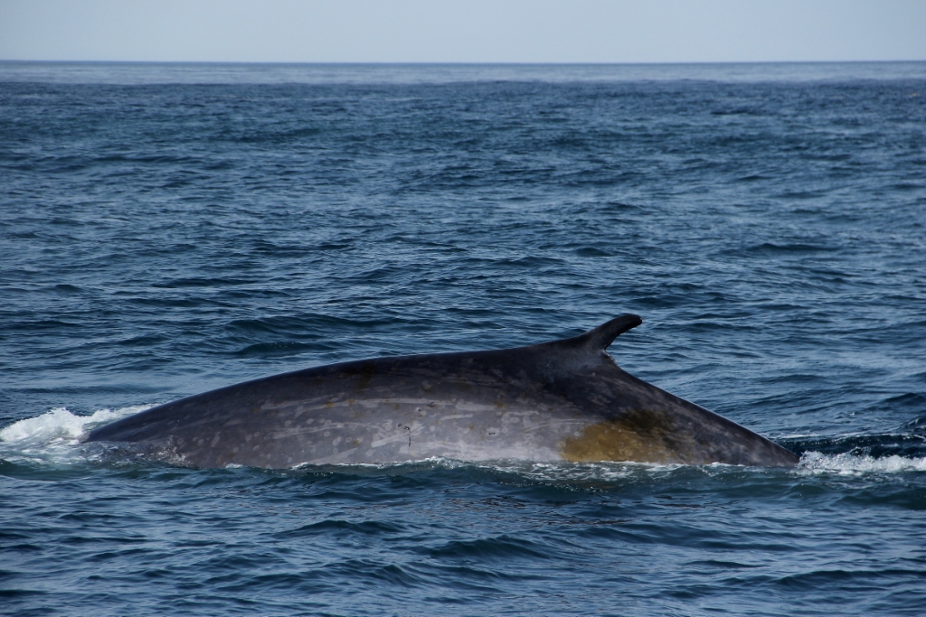BLUE WHALES, FIN WHALE AND HYBRID IN BETWEEN | Gentle Giants Whale