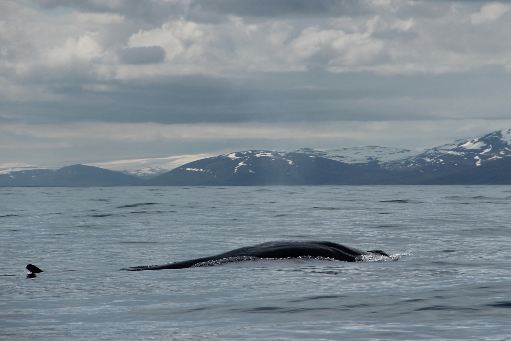 SA Fin whale 1