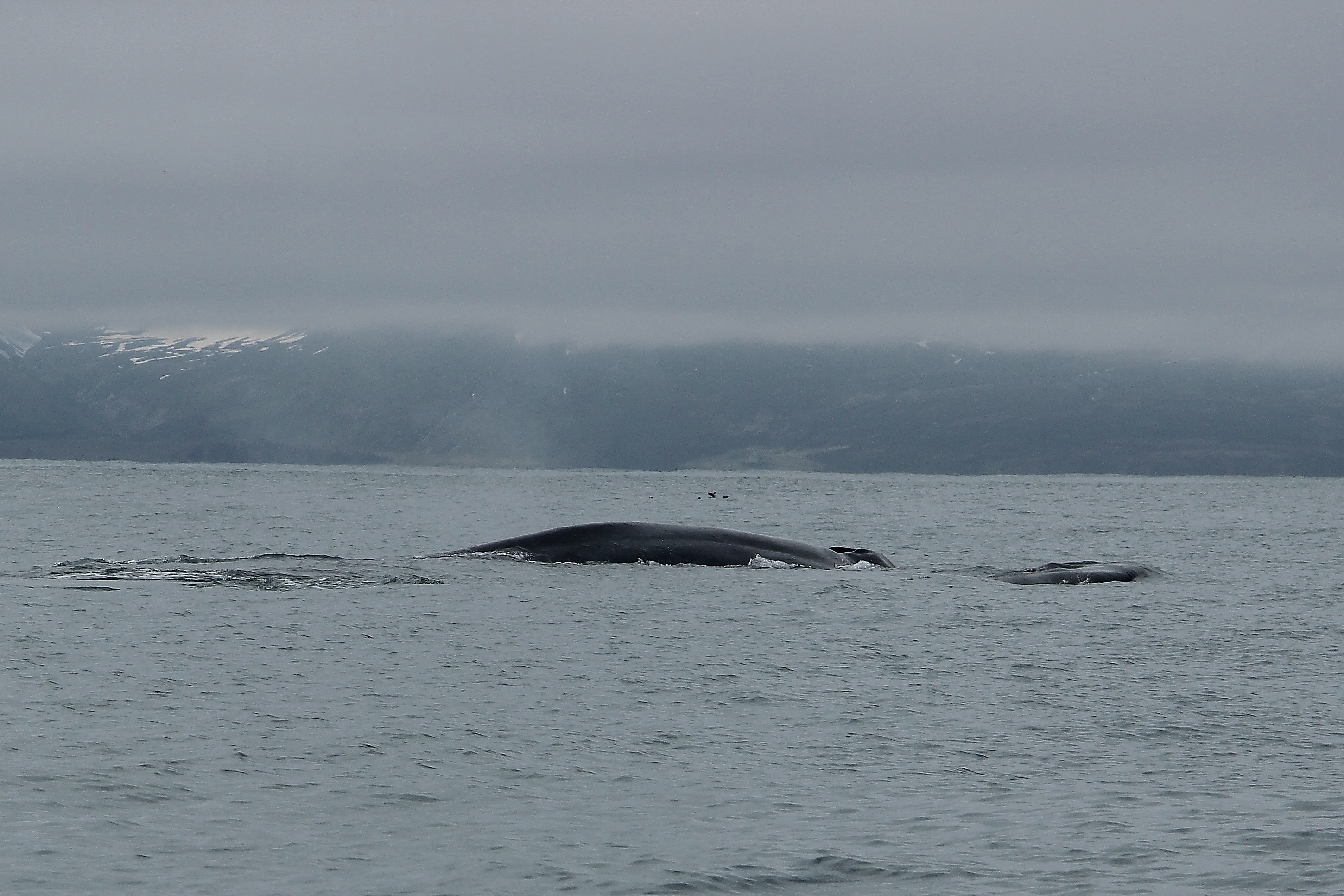 SA-blue whale + calf 2