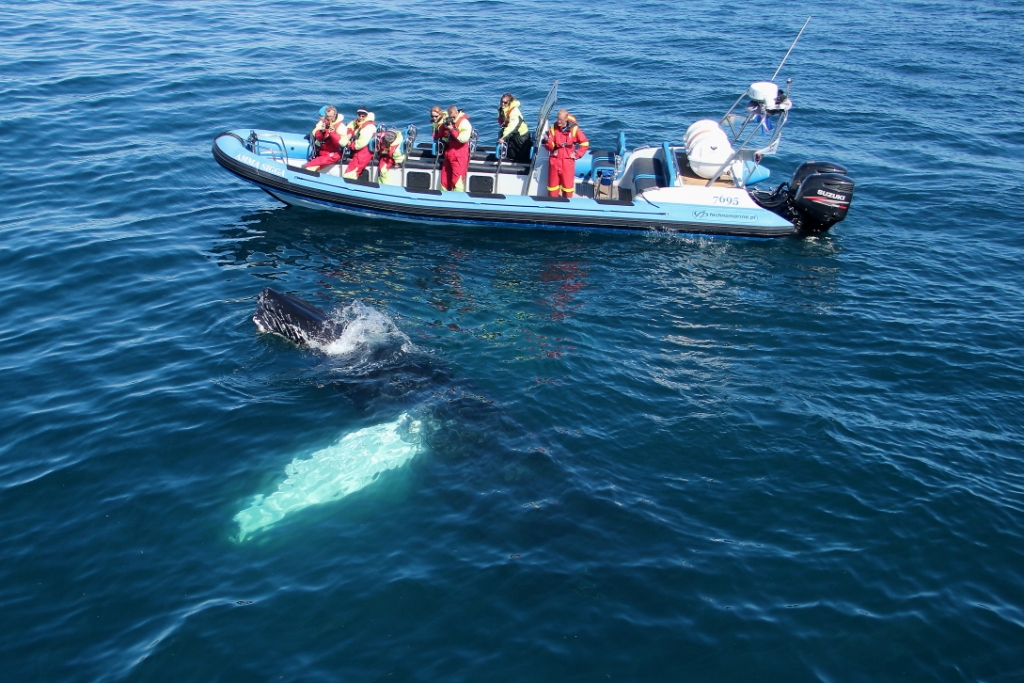 SA-majestic humpbacks