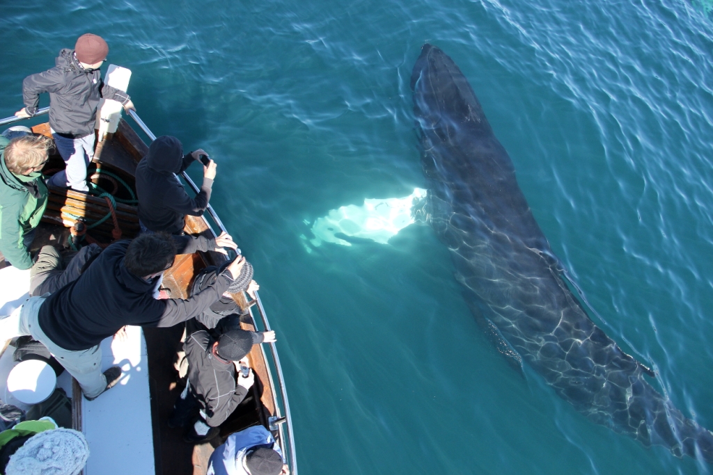 SA-majestic humpbacks (2)