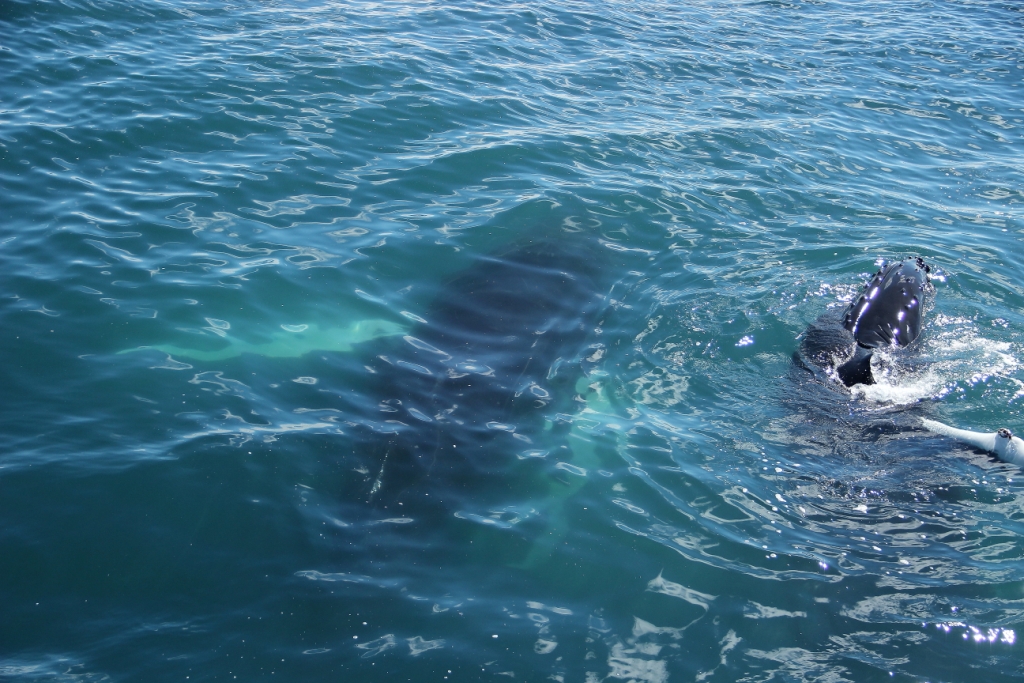 SA-majestic humpbacks (3)