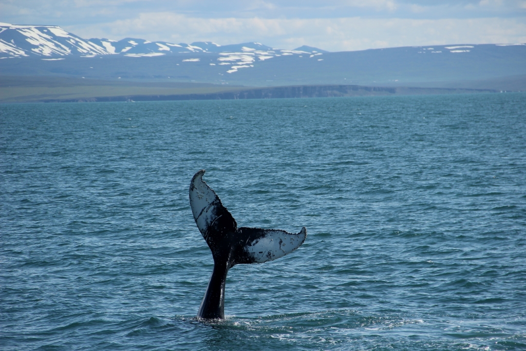 SA-majestic humpbacks (4)
