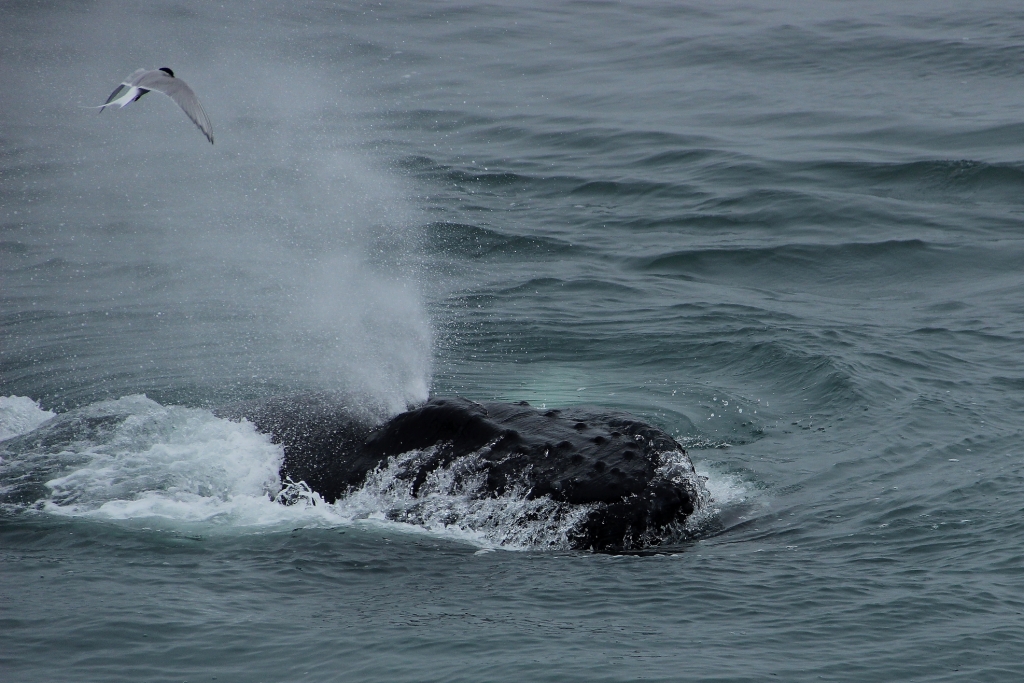 SA-feeding humpback1