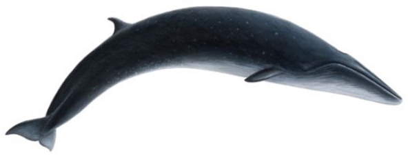Sei Whale2