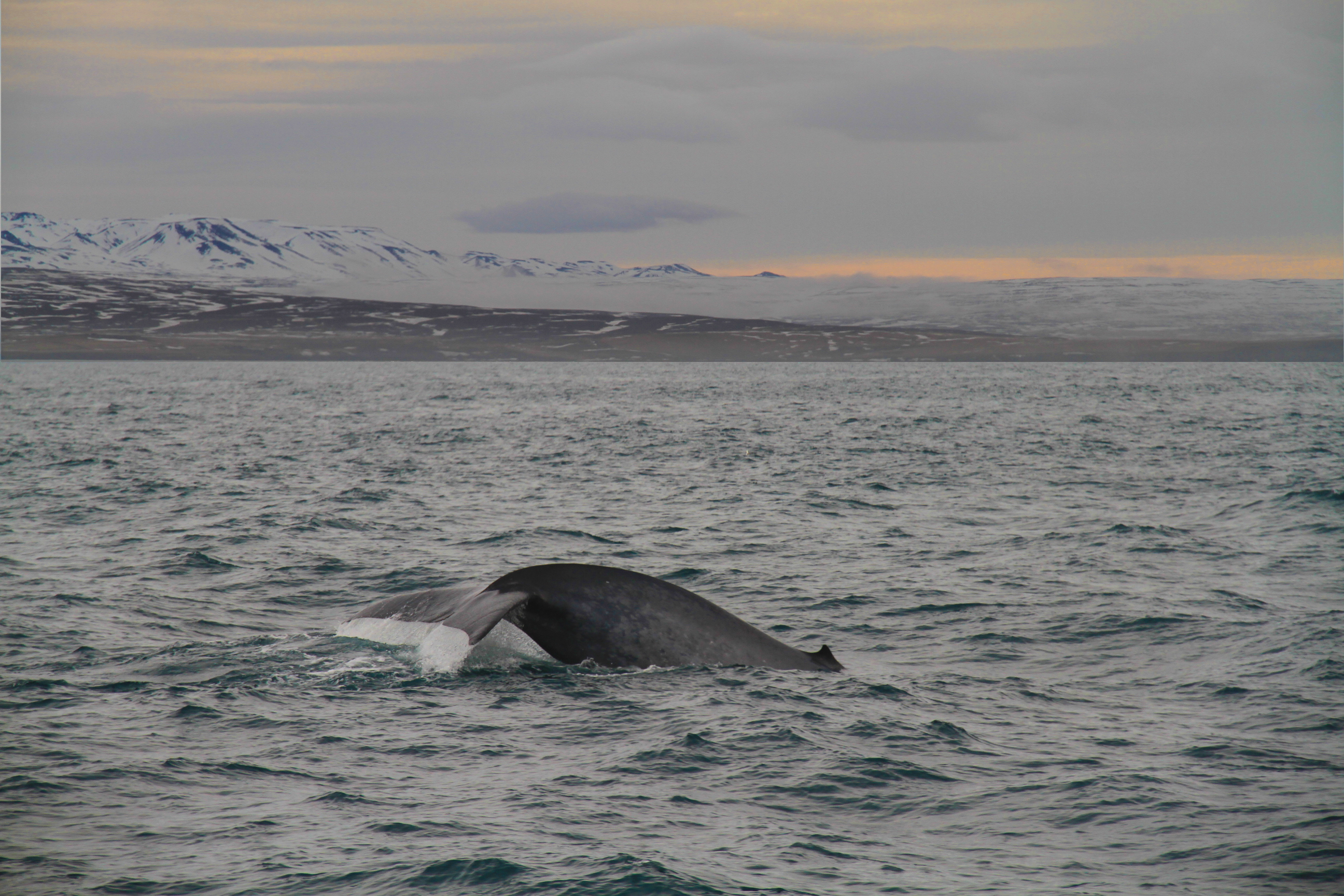 SA-BlueWhale.April1