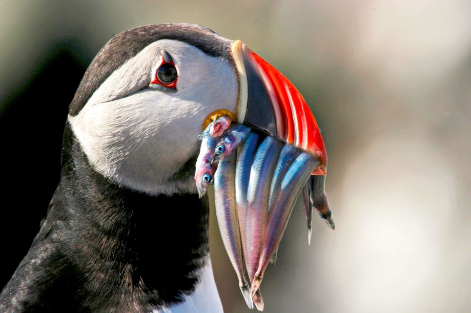 Puffin