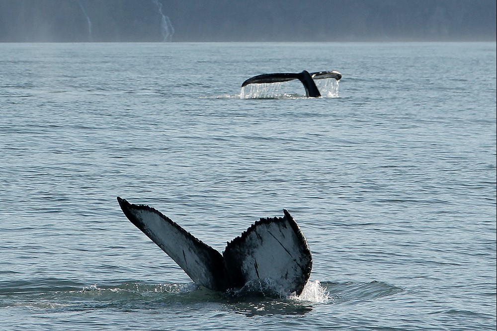 Gentle Giants Whale Watching, humpback whale, Húsavík, Iceland