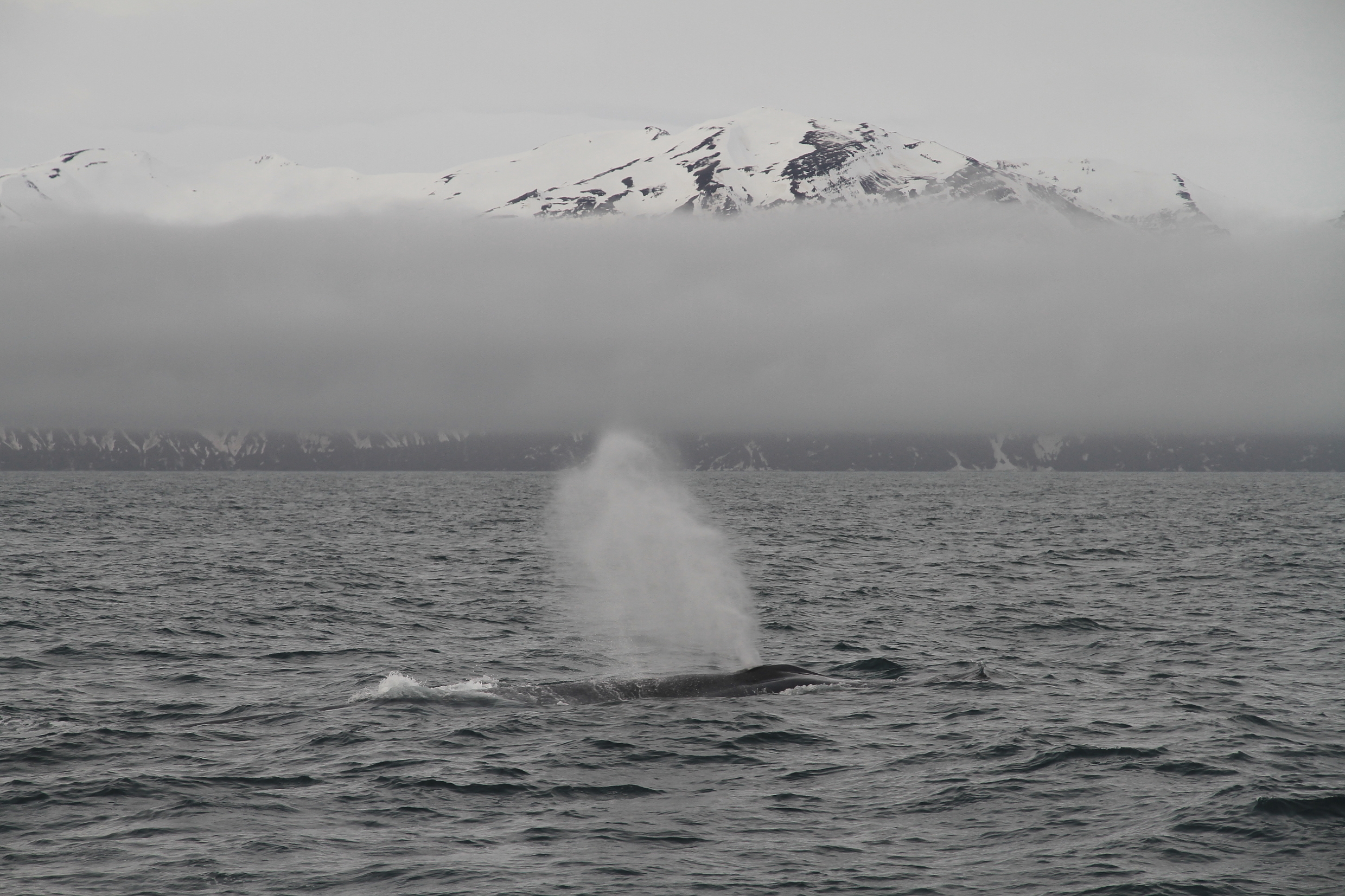 SA_BlueWhale.April3