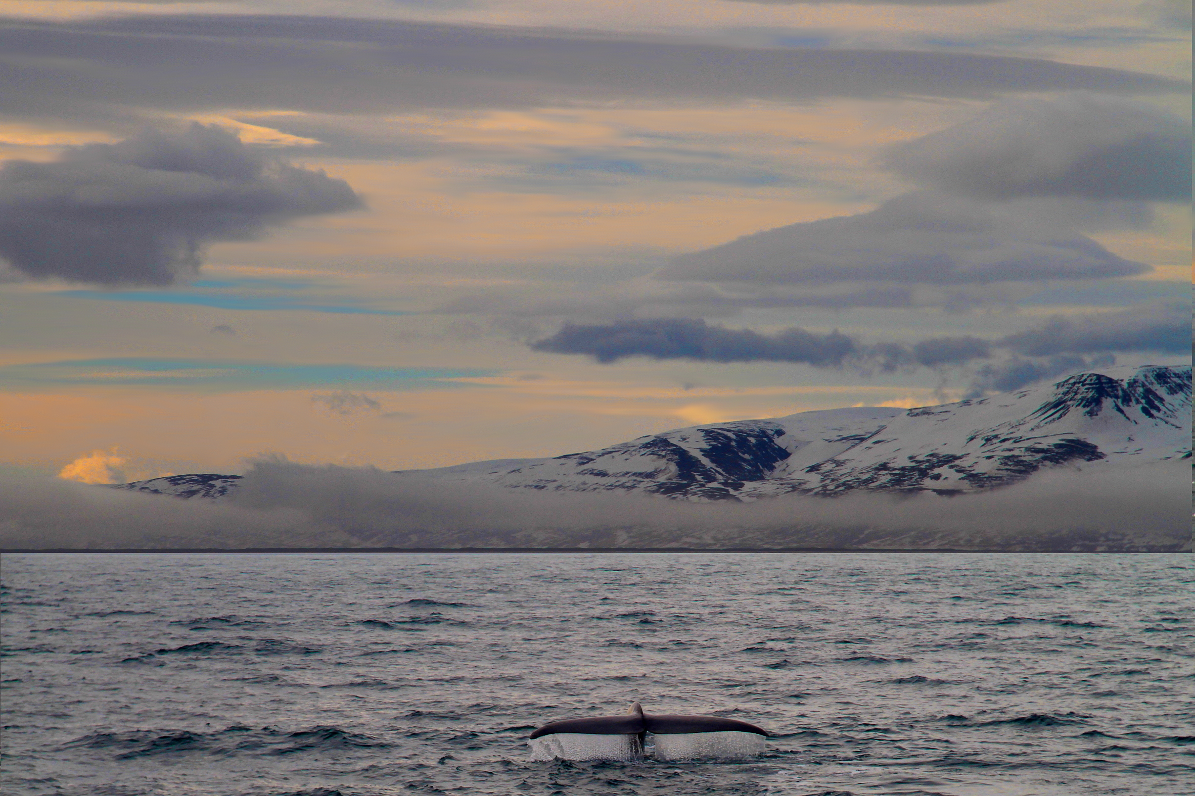 SA_BlueWhale.April2