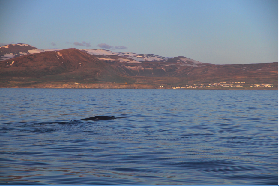 SA_blue whale husavik small