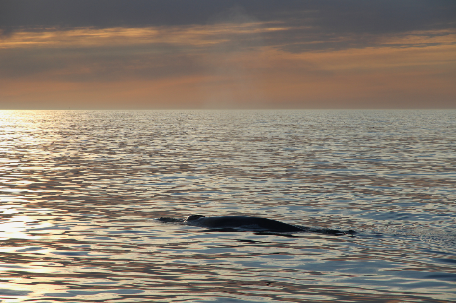SA_blue whale midnight sun small