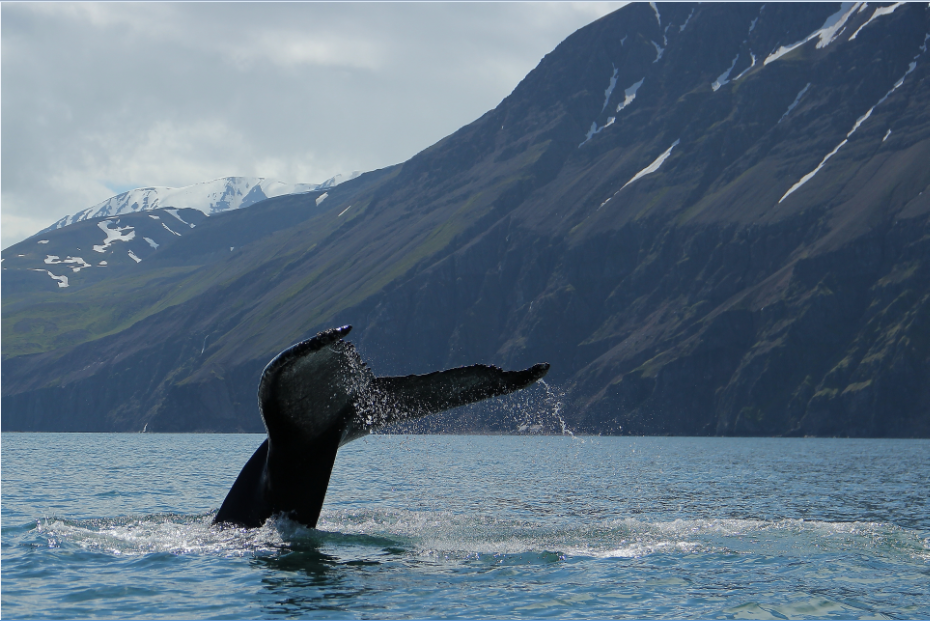SA_Fluke and Mountains_small