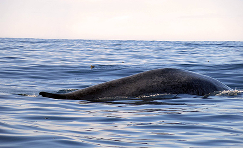 The largest animals on earth, blue whales, are common visitors in Skjálfandi Bay. Those gentle giants can reach up to 33 metres in length and 190 tons in weight.