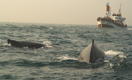 Two humpback whales in front of our boat Sylvía.