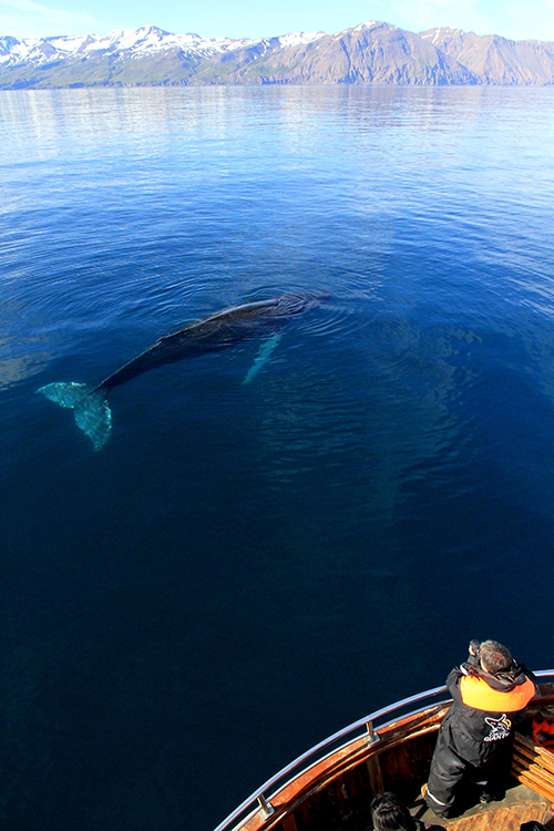 Perfect whale watching conditions: A calm humpback next to our boat Faldur, great weather and nice scenery.