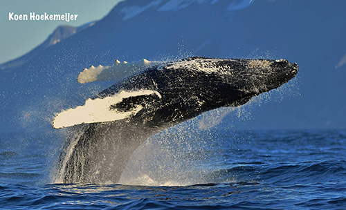 Humpbacks are known for being very acrobatic. Imagine seeing a 25-40 ton animal breaching.