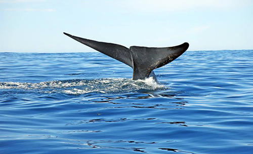 The fluke of a blue whale can reach the size of a small aeroplane.