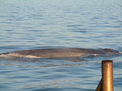 A blue whale next to Faldur