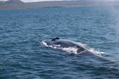 Blue Whale