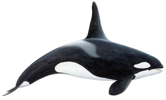 Orca