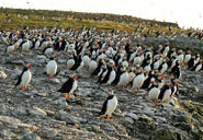 GG6 Puffins