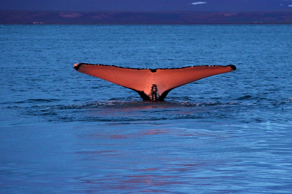 Humpback fluke in Skjálfandi Bay