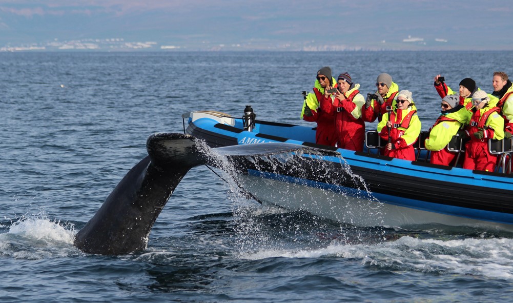 Húsavík Whale Watching Best whale watching experiences in the world Loney Planet